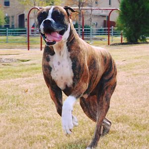 Meet your Posher, Thomas